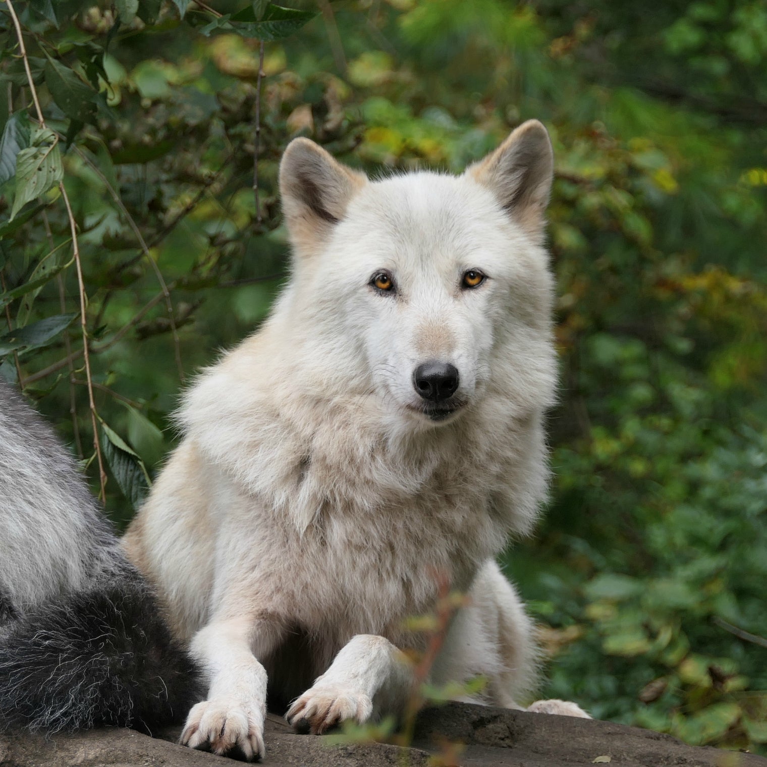 Wolf Awareness Month Greyson Clothiers